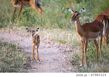 Some antelopes in the grass landscape of Kenya 67965324