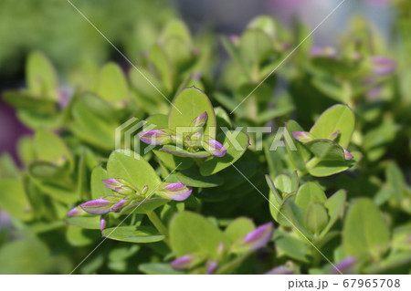 Myrtle-leaf milkwort 67965708