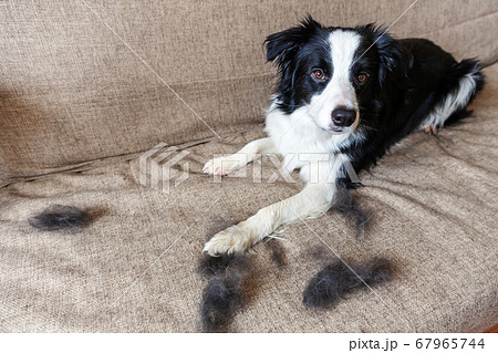 Funny portrait of cute puppy dog border collie 67965744