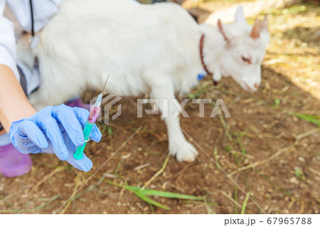 Young veterinarian woman with syringe holding and 67965788