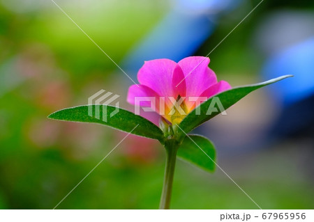 花壇を彩るポーチュラカの花 花壇を彩るポーチュラカの花 67965956