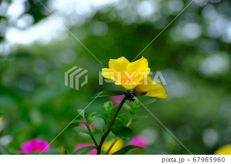花壇を彩るポーチュラカの花 67965960