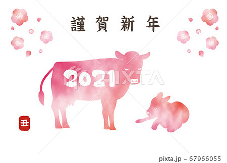 2021年　丑年　年賀状 　水彩ピンク色 67966055