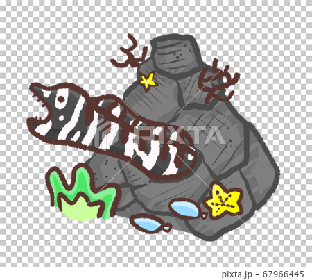 R: A more fairy tale aquarium Zebra Moray 1 67966445