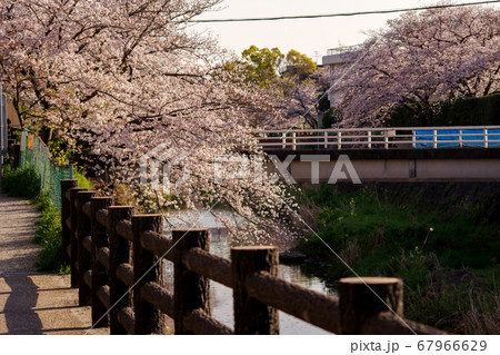 橋の袂に咲く桜・大阪府豊中市千里川 67966629