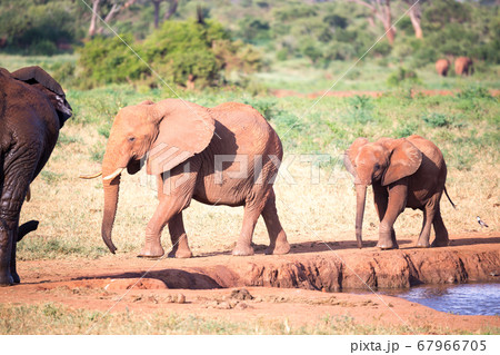 A family of red elephants at a water hole in the 67966705