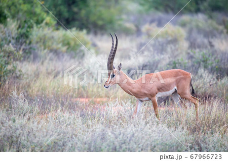 Grant Gazelle grazes in the vastness of the Kenyan 67966723