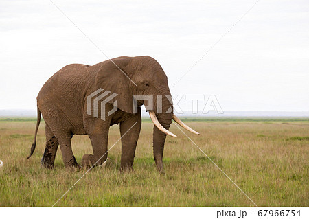 An elephant in the savannh of a national park An elephant in the savannh of a national park 67966754
