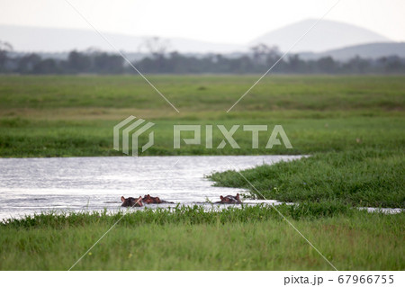 Some hippos in the waterhole with a lot of green Some hippos in the waterhole with a lot of green 67966755