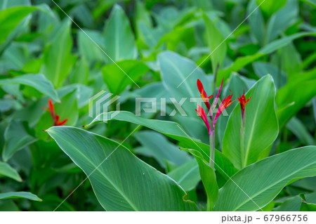 The colorful plants and flowers on the island of The colorful plants and flowers on the island of 67966756
