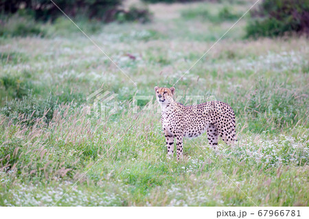 Cheetah in the grassland in the savannah of Kenya 67966781