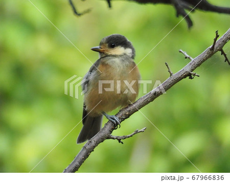 枝に留まったヤマガラ幼鳥1 67966836