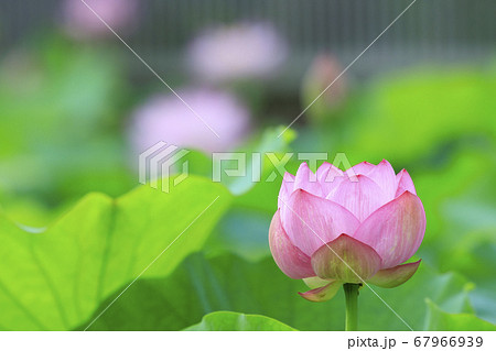 ハスの花　 67966939