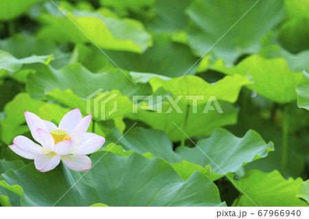 ハスの花 ハスの花 67966940