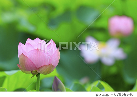 ハスの花　 67966946