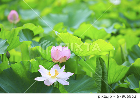 ハスの花　 67966952