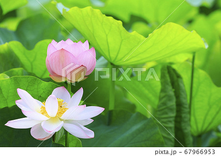 ハスの花 ハスの花 67966953