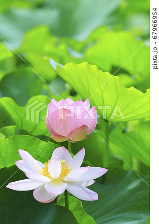 ハスの花 ハスの花 67966954