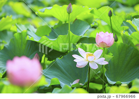 ハスの花　 67966966