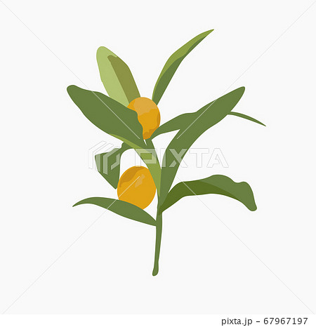 Vector stock illustration of kumquat fruit. Ripe orange juicy round fruit Fortunella on green leaves. Isolated kunquat on a white background. For postcards banners flyers print on clothes sticker Vector stock illustration of kumquat fruit. Ripe orange juicy round fruit Fortunella on green leaves. Isolated kunquat on a white background. For postcards banners flyers print on clothes sticker 67967197