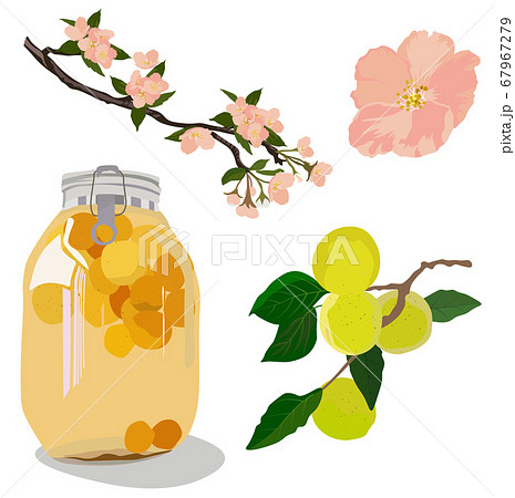 Vector stock illustration of plum wine. Japanese alcohol made of plums. Set Bank in compote, apricot fruit, flowering tree. Jar of peach compote. Green plum. UMESHU. Isolated on a white background. 67967279