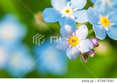 Beautiful wild forget-me-not Myosotis flower Beautiful wild forget-me-not Myosotis flower 67967685