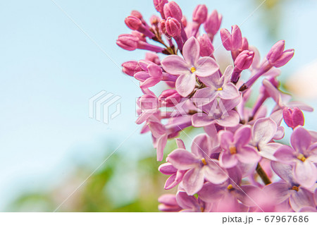 Beautiful smell violet purple lilac blossom 67967686