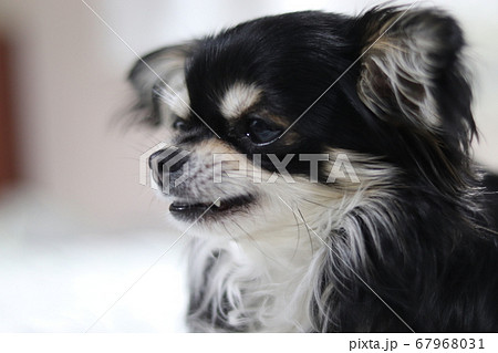 來勢洶洶的吉娃娃狗 照片素材 圖片 圖庫