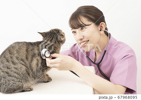 猫の診察をする女性獣医師 67968095