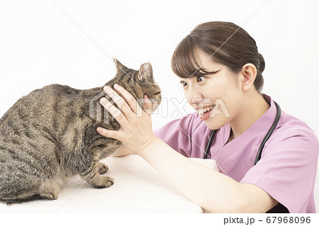 猫の診察をする女性獣医師 67968096