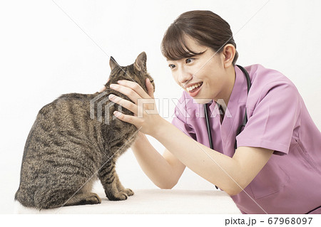 猫の診察をする女性獣医師 猫の診察をする女性獣医師 67968097