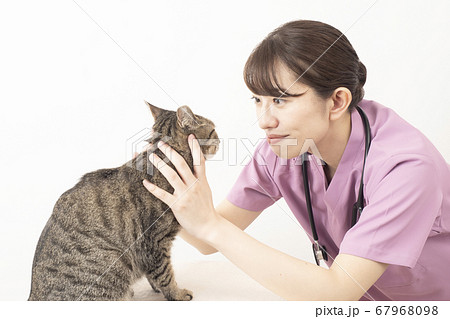 猫の診察をする女性獣医師 67968098