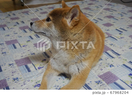 柴犬 柴犬 67968204