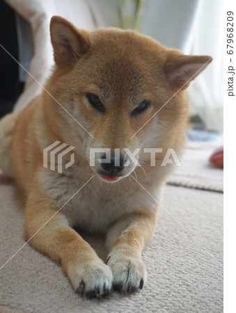 室内でくつろぐ柴犬 67968209