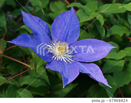 クレマチスの花の写真素材