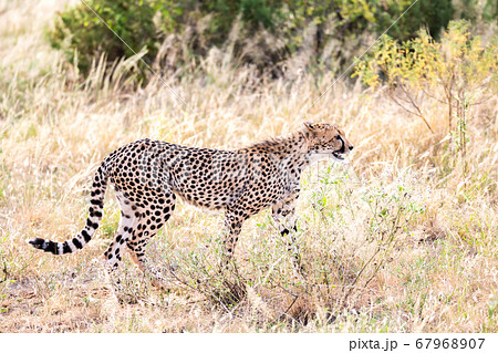 A cheetah walks in the high grass of the savannah 67968907