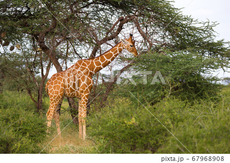 A giraffa eats the leaves of the acacia tree 67968908