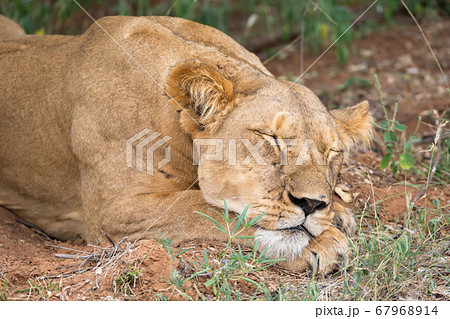 Lions rest in the grass of the savanna Lions rest in the grass of the savanna 67968914