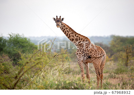 A giraffe is standing between the bush and trees A giraffe is standing between the bush and trees 67968932