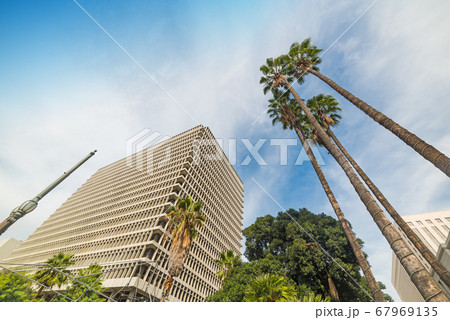 Palms in downtown Los Angeles Palms in downtown Los Angeles 67969135