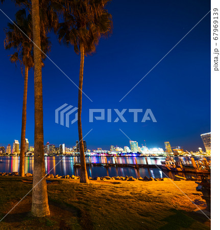 Palm trees in Coronado island 67969139