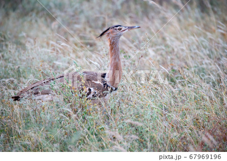 Local kenyan birds on the green bush Local kenyan birds on the green bush 67969196