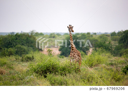A giraffe is standing between the bush and trees A giraffe is standing between the bush and trees 67969206