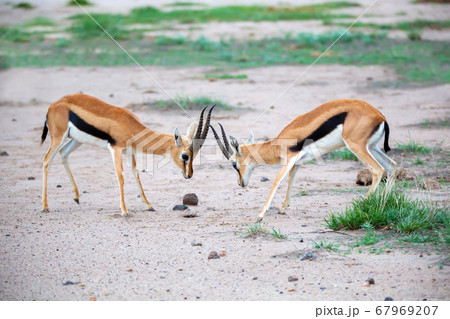 Two Thomsons gazelle are fighting in the savannah 67969207
