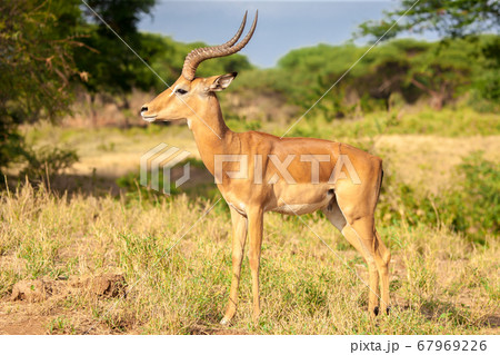 An antelope is standing in the savannah, Kenya An antelope is standing in the savannah, Kenya 67969226