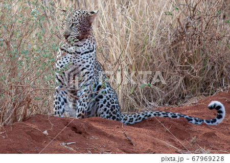 Leopard is sitting on the wayside, safari in Kenya 67969228