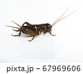 エンマコオロギの幼虫、白背景 67969606
