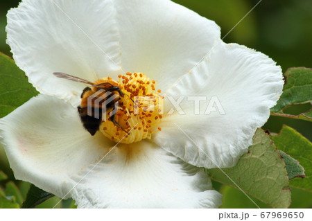 夏椿の蜜を吸いに来たミツバチ 夏椿の蜜を吸いに来たミツバチ 67969650