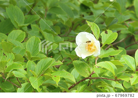 夏に可憐な白い花を咲かせるナツツバキの写真素材