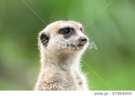 ミ―アキャットの可愛いポートレート meerkat 67969800